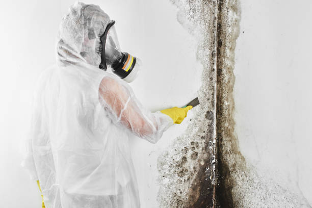 Best Toxic Mold Removal  in Burnettown, SC