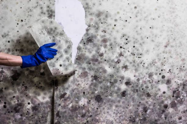 Professional Mold Removal in Burnettown, SC